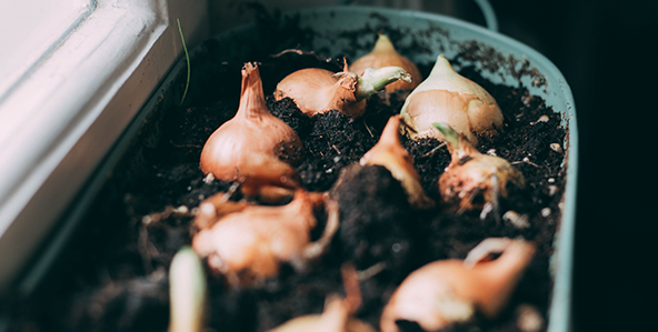 Purple graphic, K-State Research and Extension Purple graphic, K-State Research and Extension