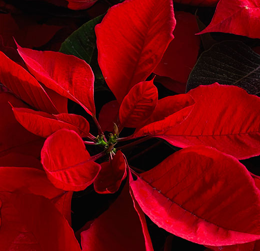 Closeup, top view of red poinsettia