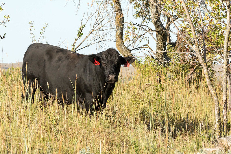 Angus Bull Pasture