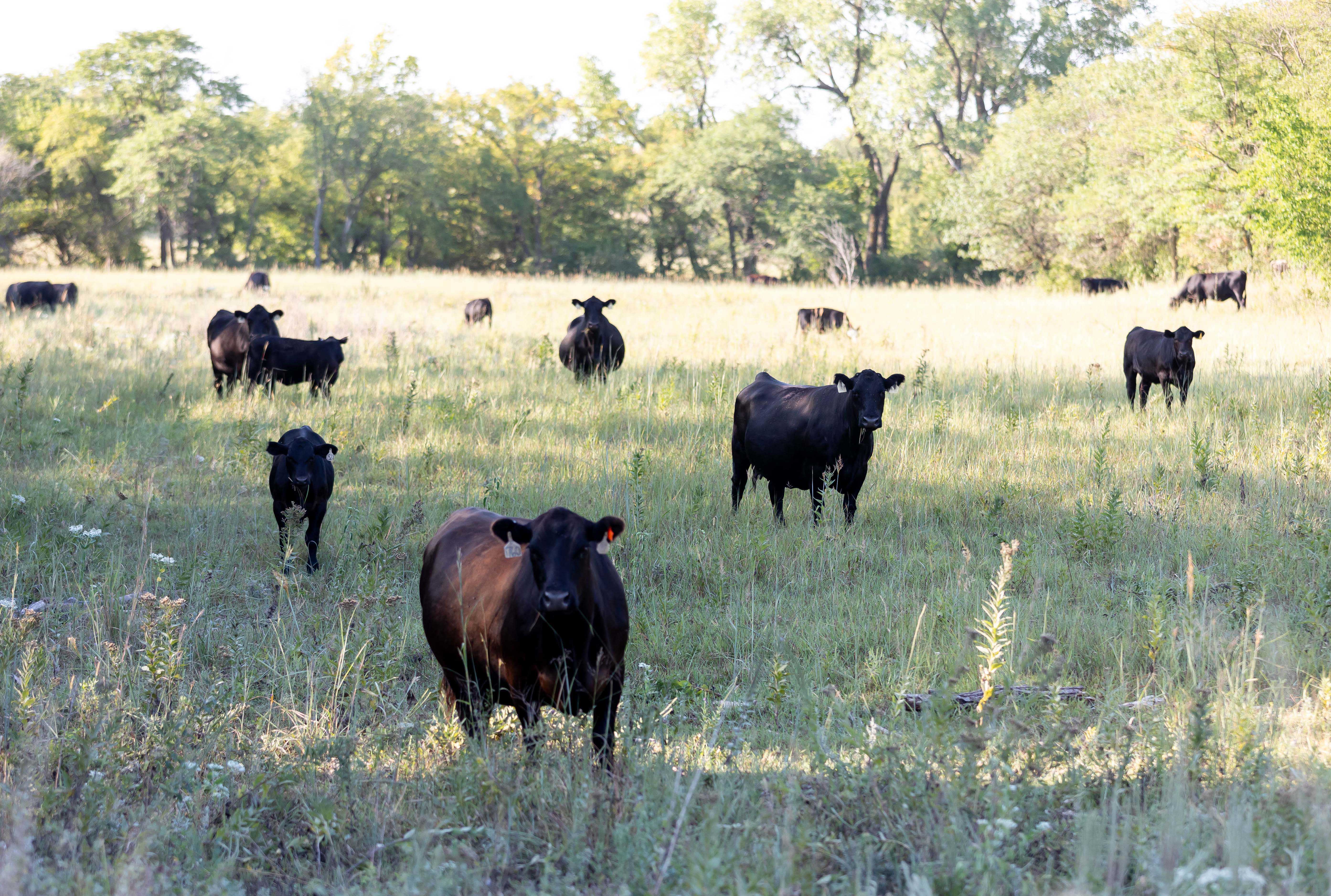 Fall Commercial Cows