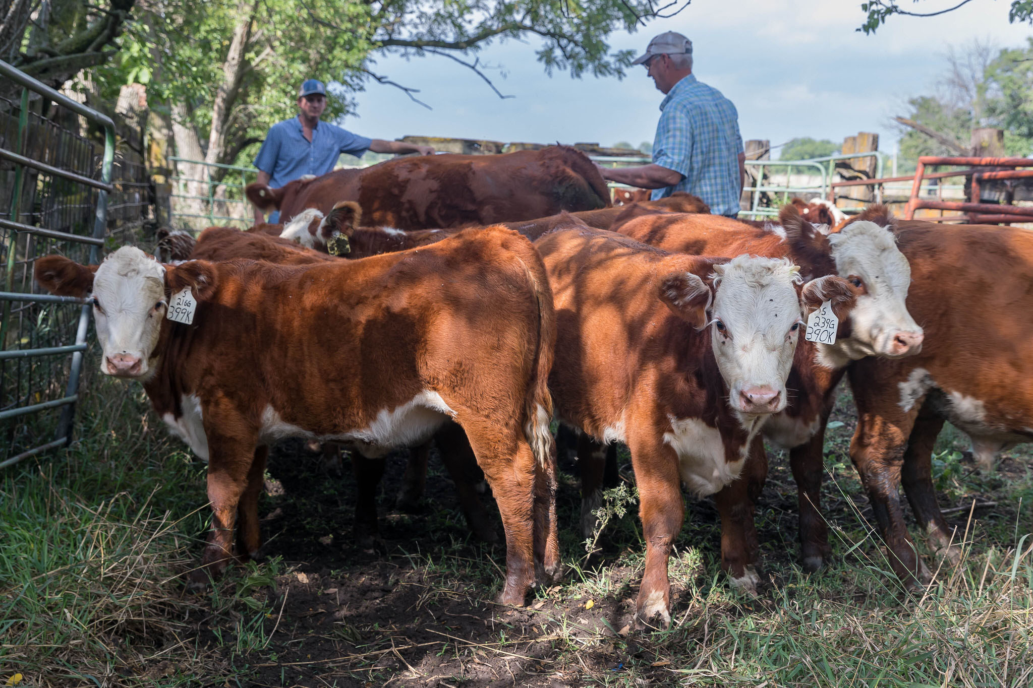 Herefords Weaning