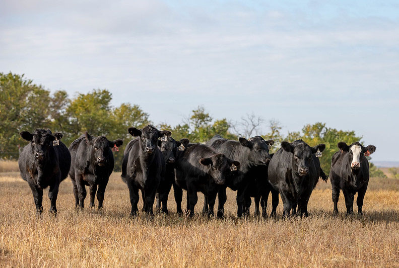 Commercial Cows October