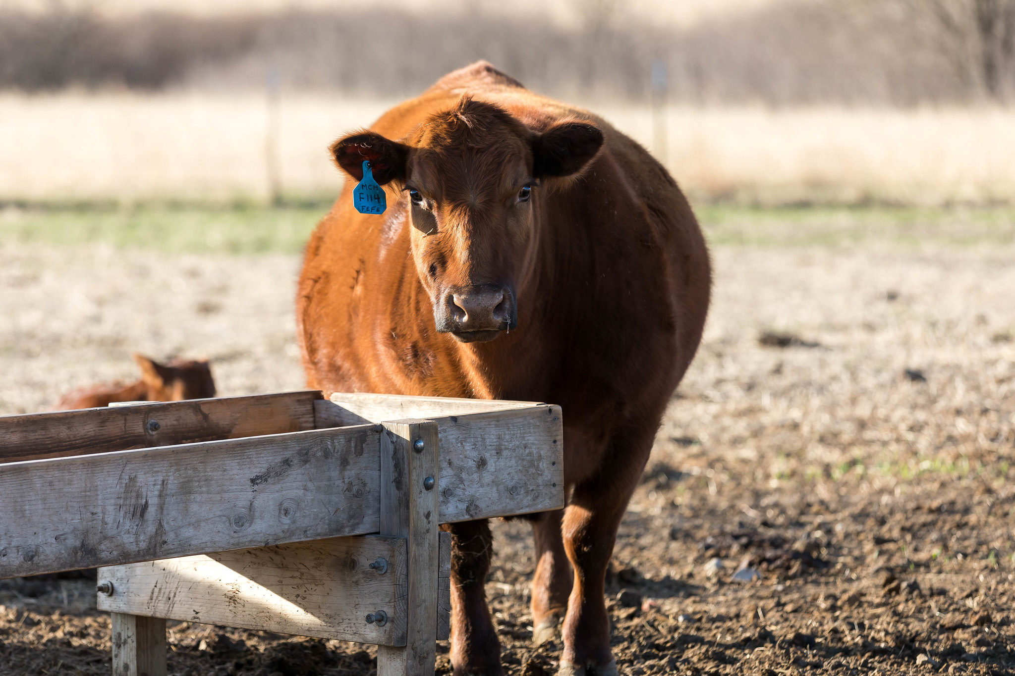 Red Angus Cow Feedbunk