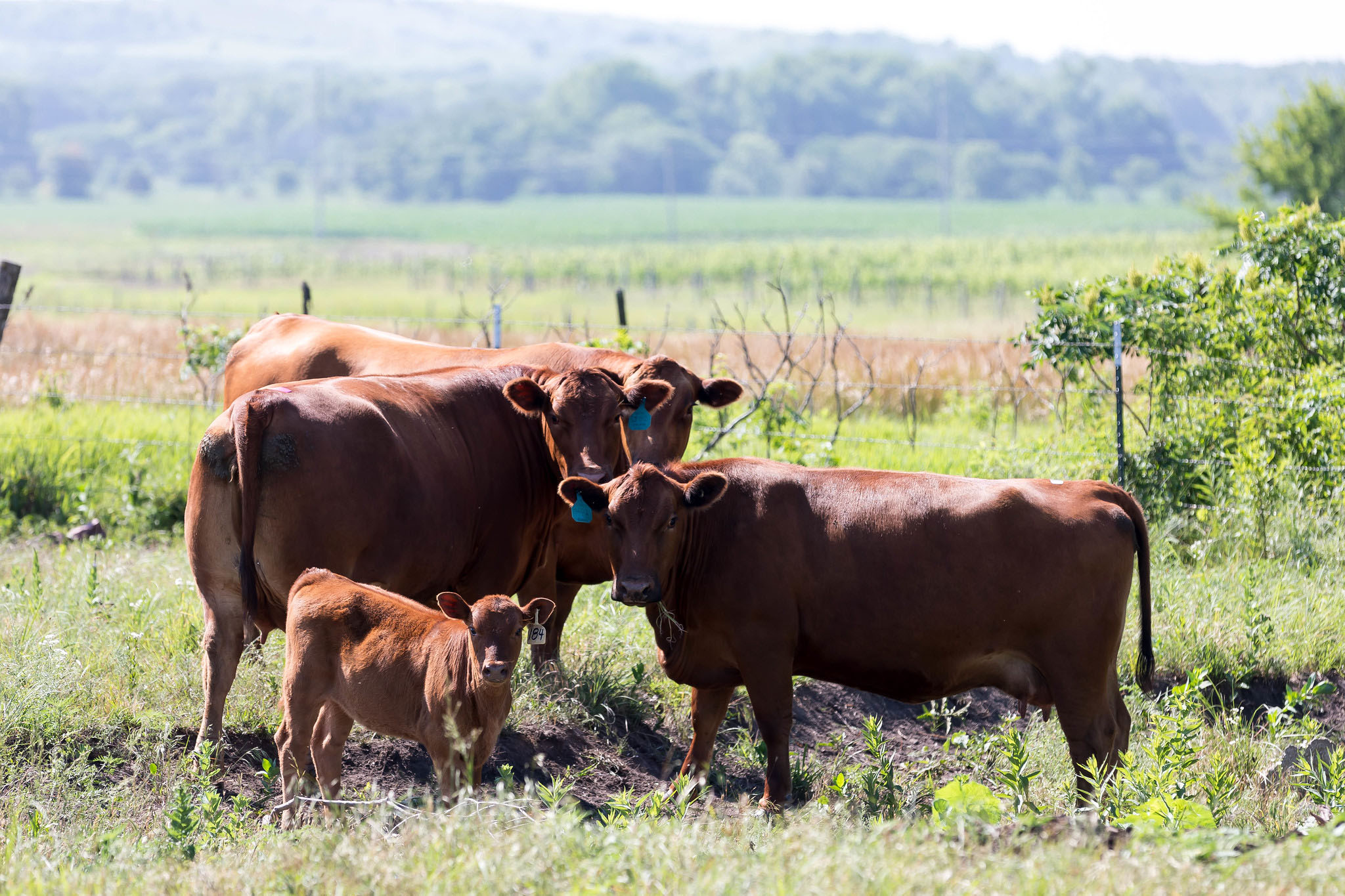 Red Angus Cows and Calves