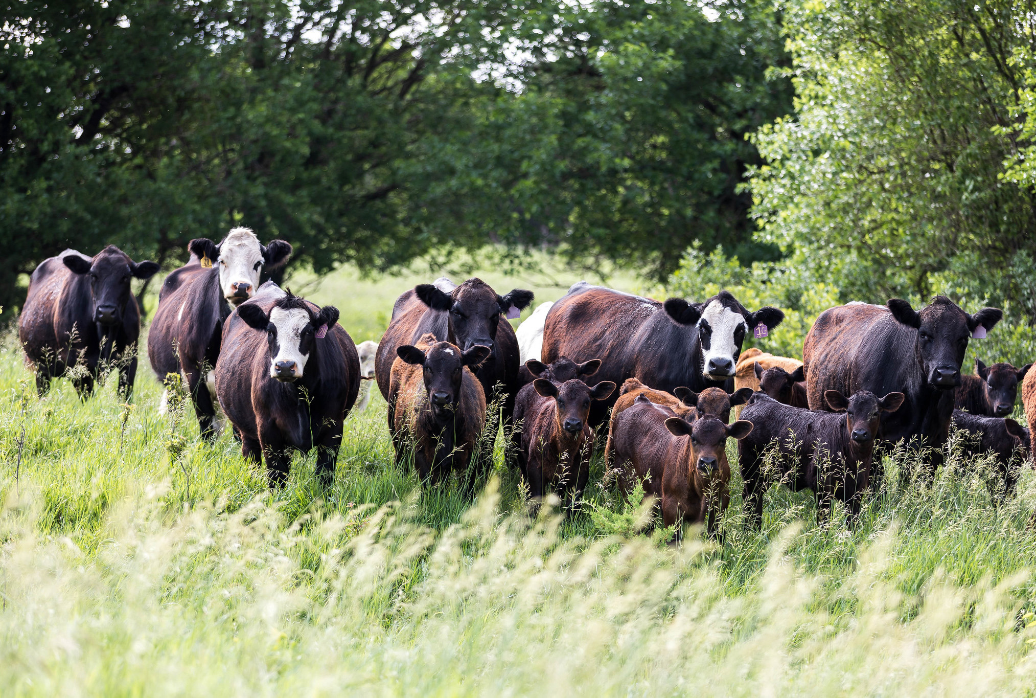 Simmental Pasture