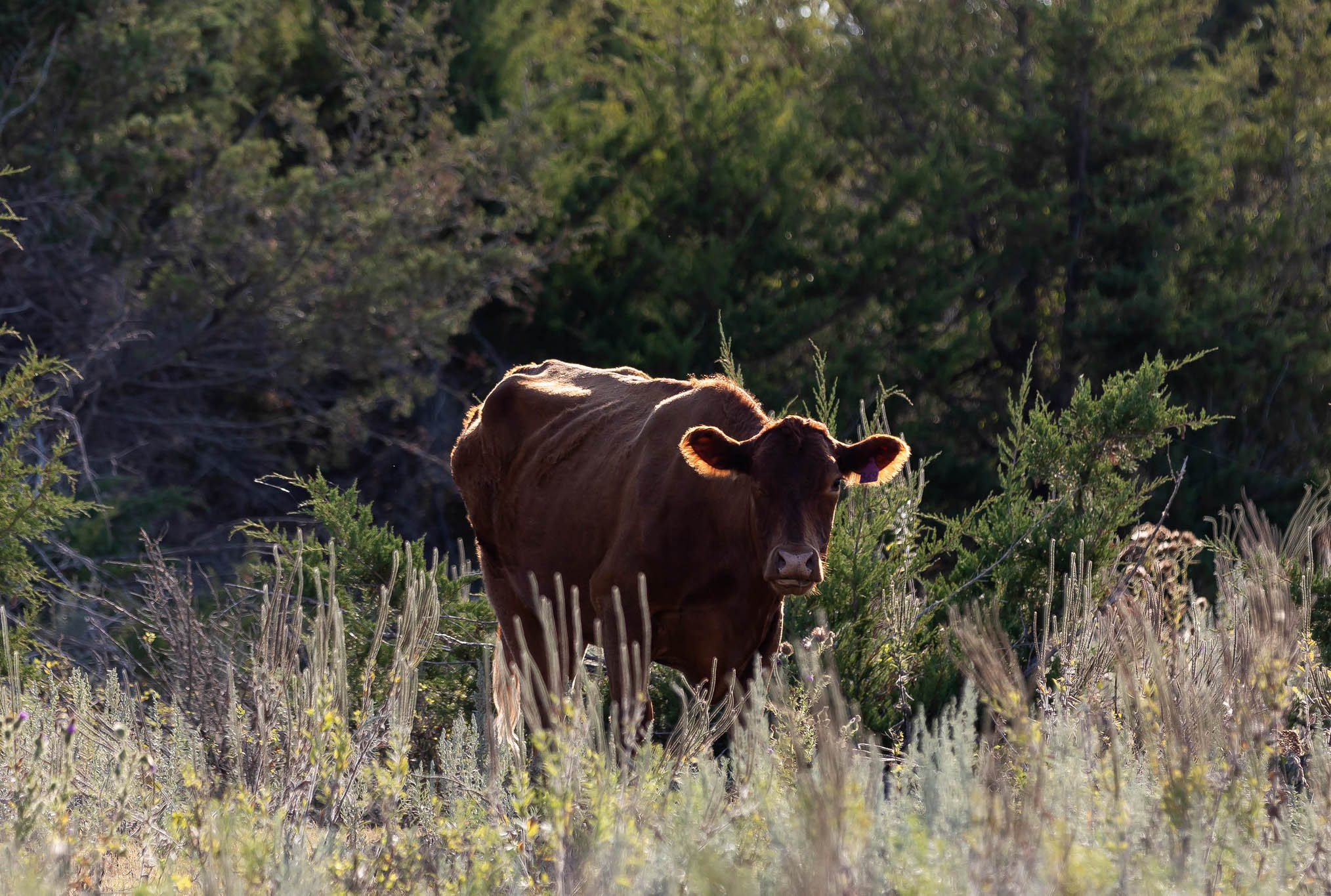 Thin Red Angus Cow