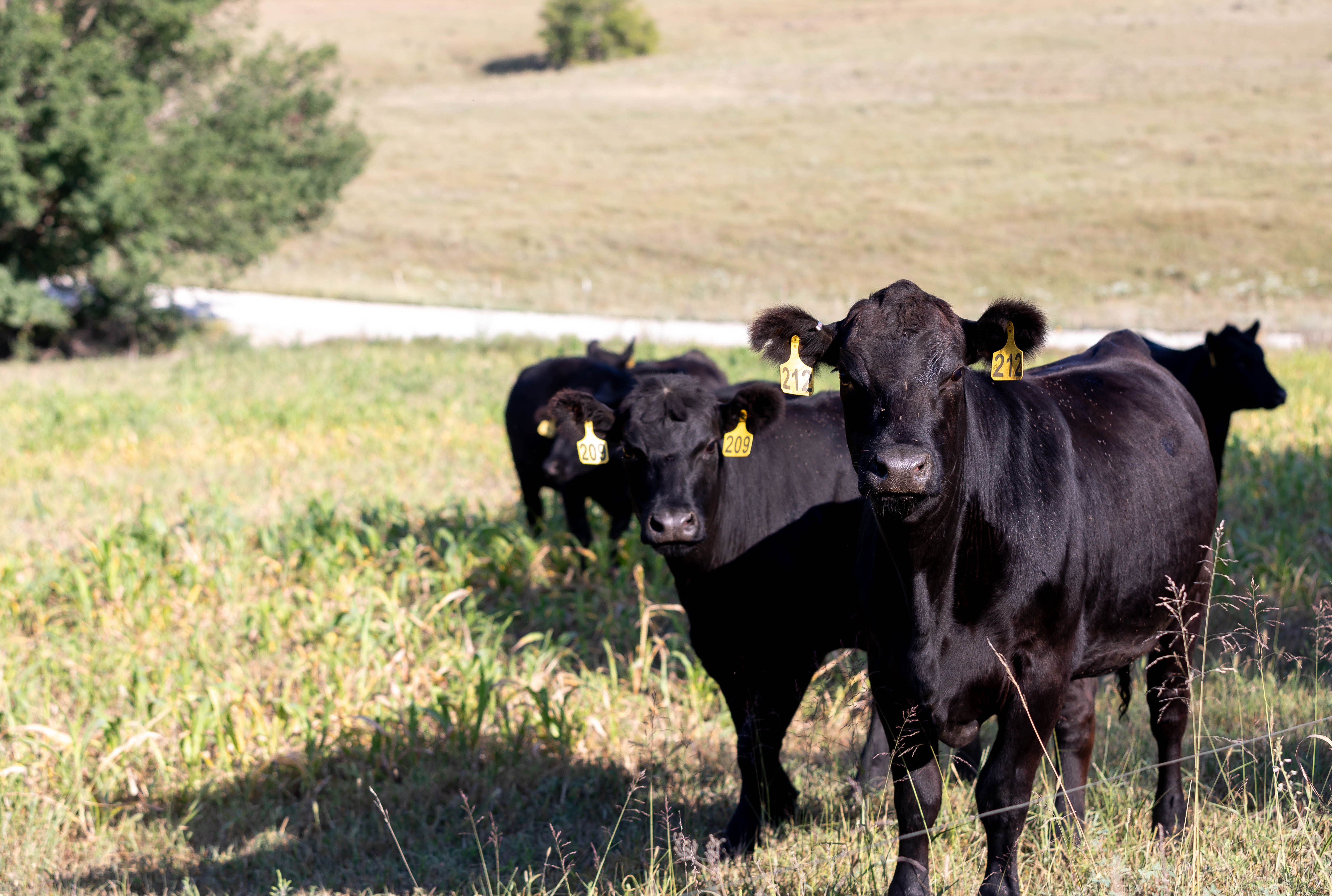 Young Fall Cattle 