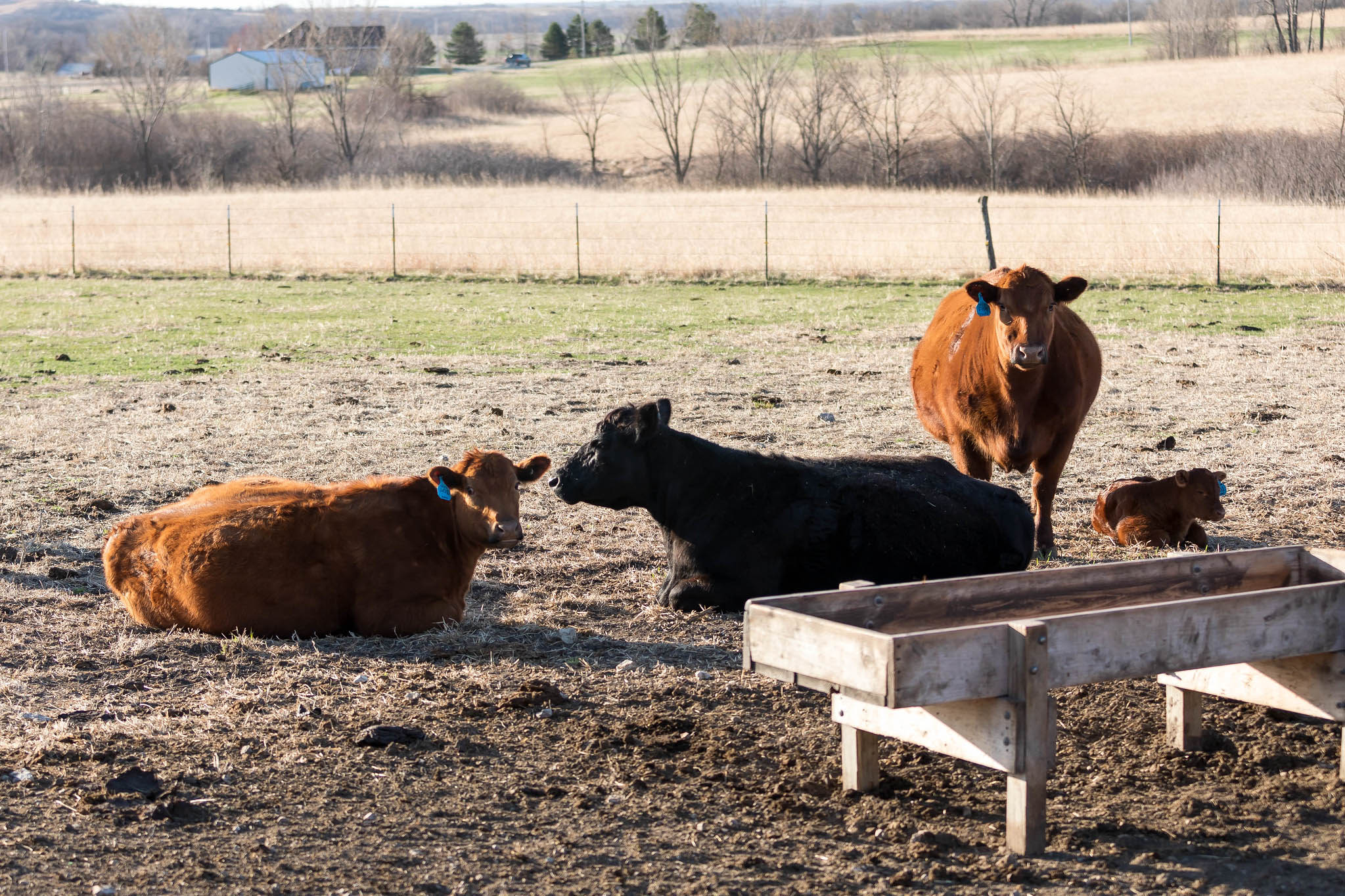 Cows in Dry Lot