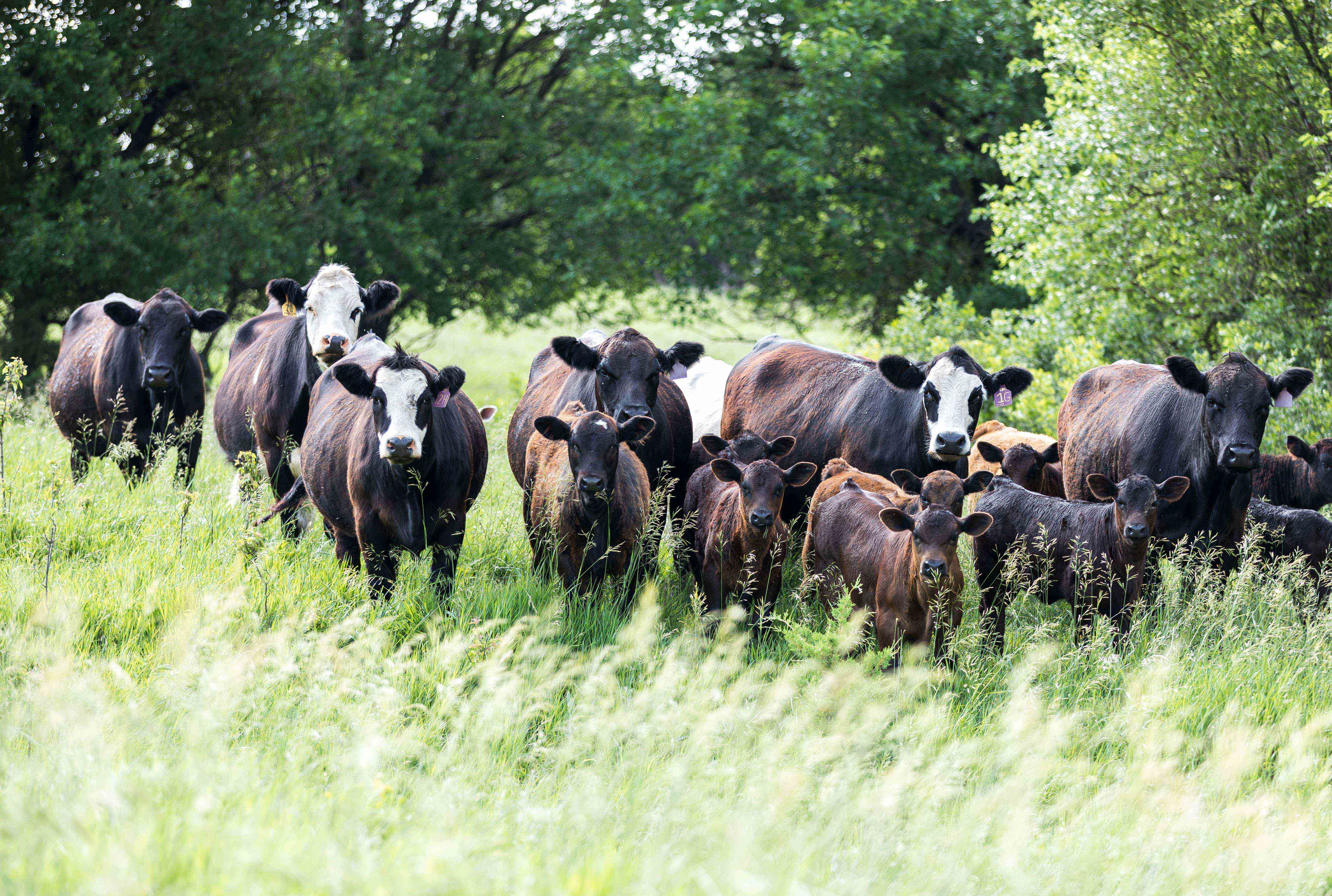 summer genetics cattle