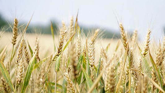 Wheat field