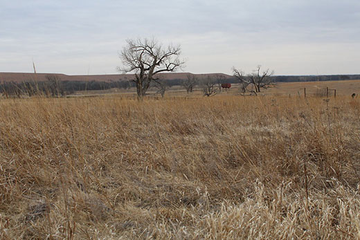 Trees on Kansas grassland