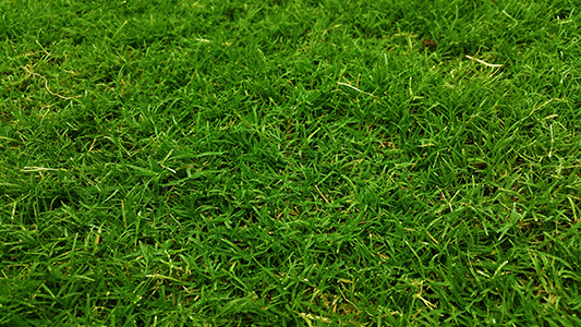 Green Lawn Green Lawn