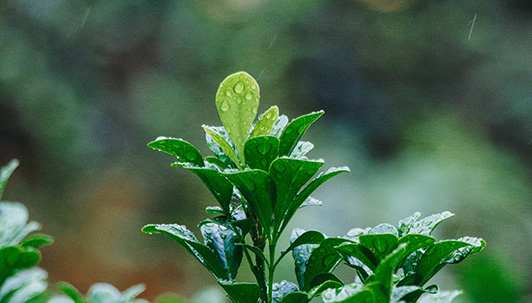 Rain in the garden