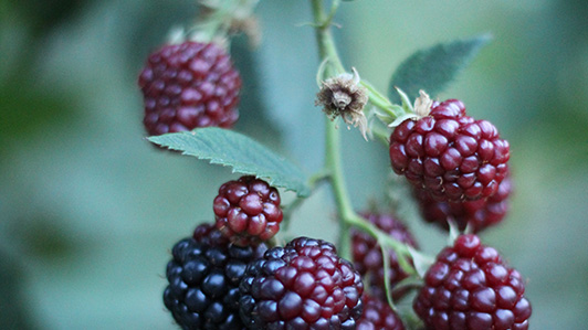 Raspberry Bush Raspberry Bush
