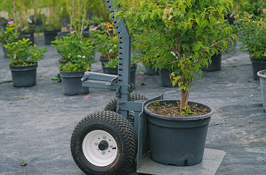 Tree Transplant