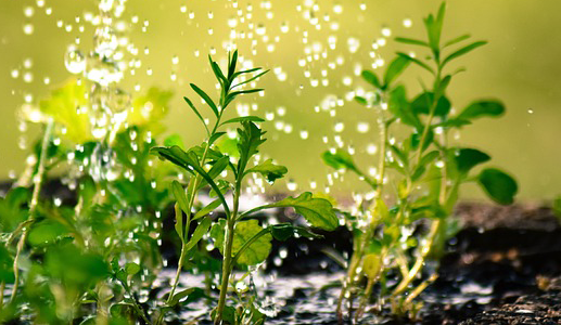 Watering Plants