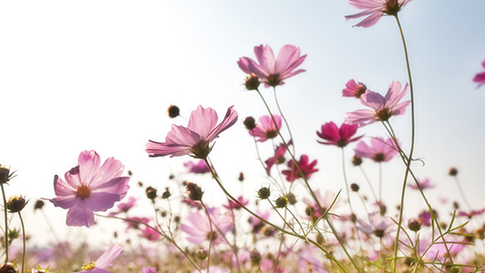 Pink Wildflowers Pink Wildflowers