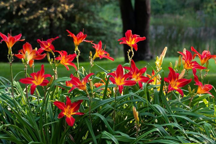 A clump of red and orange full bloomed daylilies A clump of red and orange full bloomed daylilies