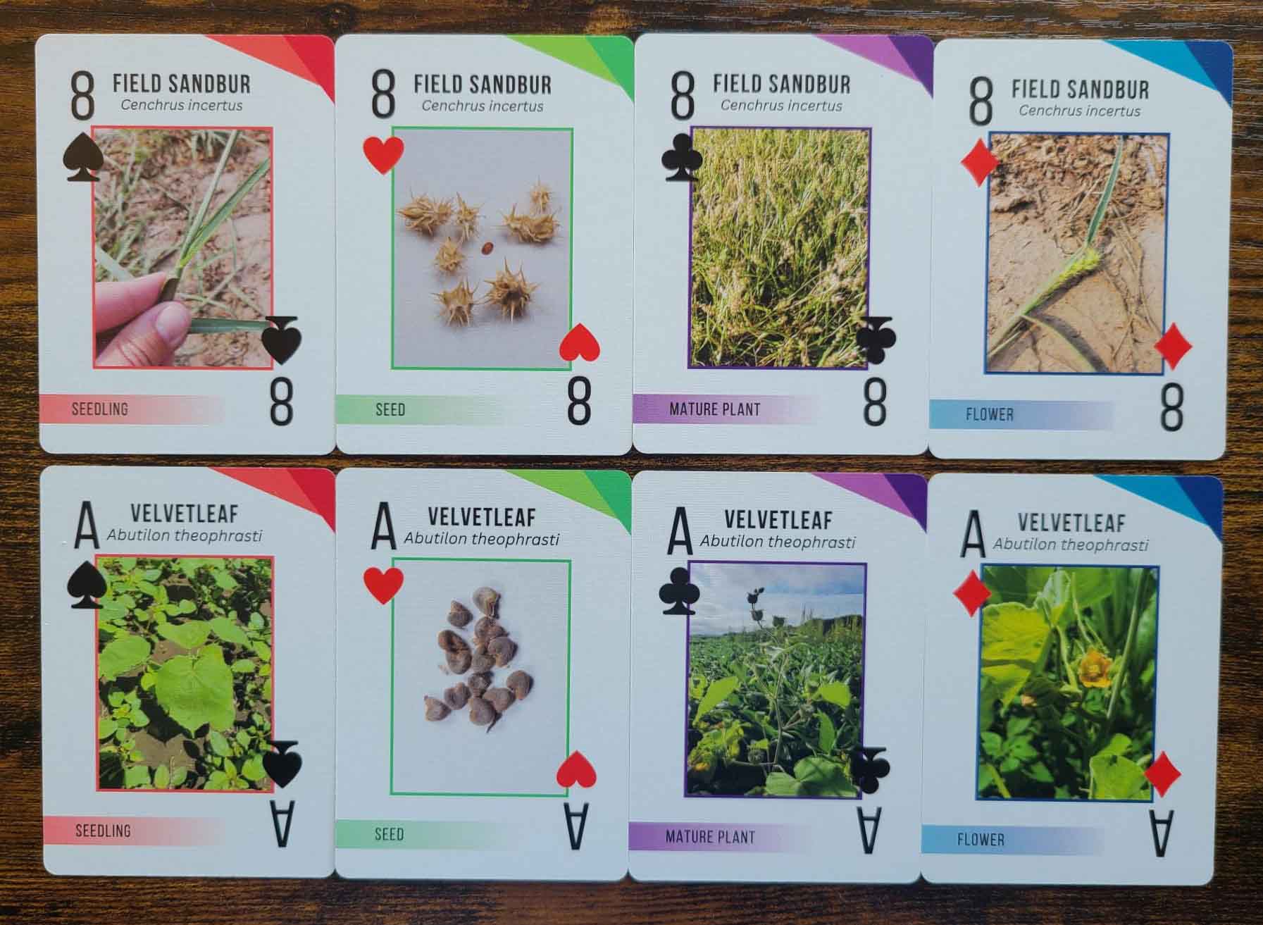 Weed Identification Card Deck