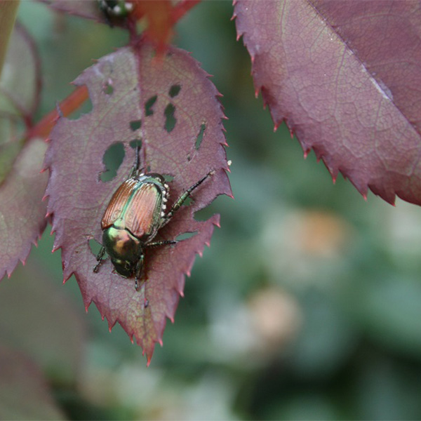 garden-beetle